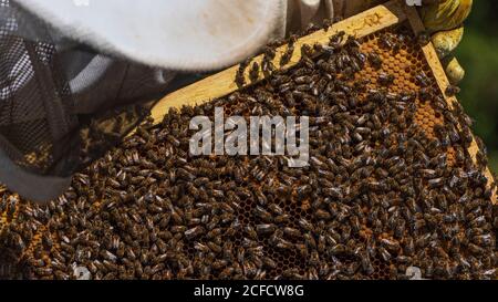 Un apicoltura ai margini della foresta: La vita quotidiana di un apicoltore. Apicoltori ispezionare il nido d'ape. Foto Stock