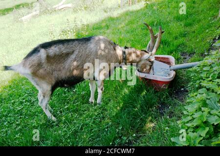La capra a quattro corna è un mutante della capra domestica (Capra aegagrus hircus) Foto Stock