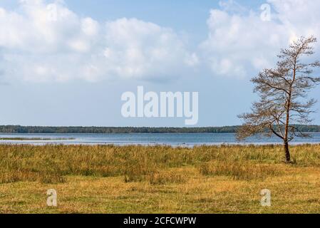 Baia di mare in Svezia nel prato in primo piano su cui si erge un albero solitario Foto Stock