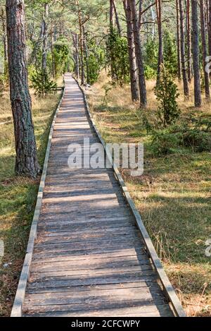 Un sentiero dritto in legno conduce attraverso una pineta. Foto Stock