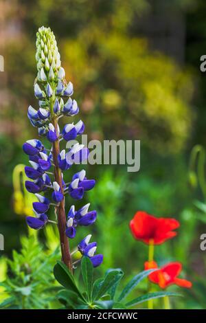 Lupin, Lupin, Lupinus polifillus, infiorescenza Foto Stock