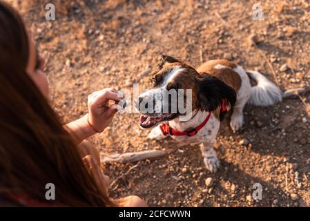 Da sopra giovane donna con capelli lunghi che tiene la pace di ossequio per il cane carino Foto Stock