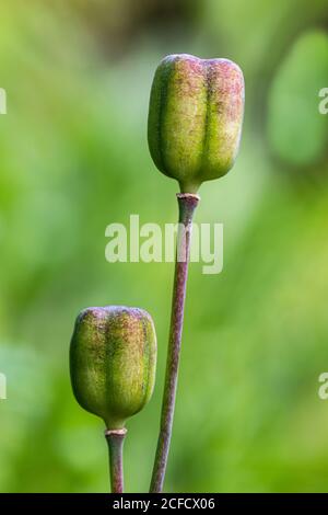 Capsula di fiori di scacchi frutta, baccello di semi Foto Stock