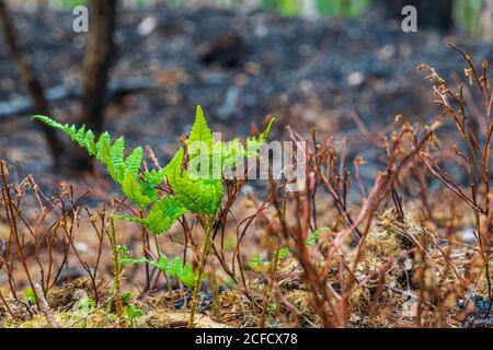 Natura appena emergente dopo un fuoco di foresta Foto Stock