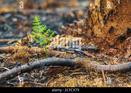 Natura appena emergente dopo un fuoco di foresta Foto Stock