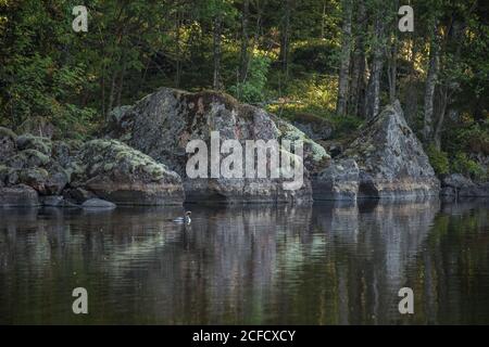 il loon dalla gola nera (Gavia arctica) nuota vicino alla riva del lago, in Finlandia Foto Stock