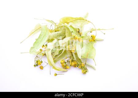 Fiori di tiglio asciutti su sfondo bianco Foto Stock