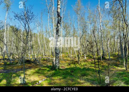 Germania, Baden-Württemberg, Villingen-Schwenningen, origine del Neckar nella riserva naturale "Schwenninger Moos", zona di origine, "spartiacque europee" Foto Stock