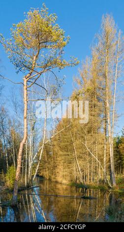 Germania, Baden-Württemberg, Wilhelmsdorf-Pfrungen (RV) e Ostrach-Burgweiler (SIG), Pfrunger-Burgweiler Ried, rinaturazione attraverso il rewetting. Il Foto Stock