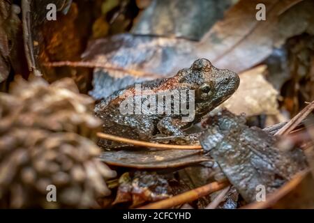 Una rana di cricket del nord poggia sul pavimento umido della foresta. Raleigh, Carolina del Nord. Foto Stock
