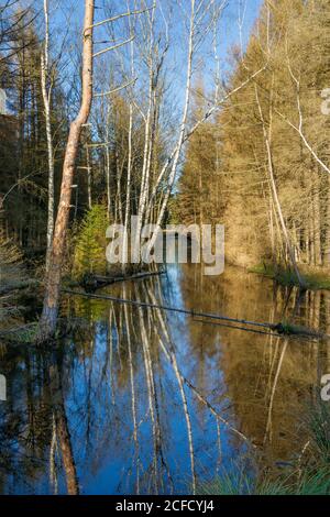 Germania, Baden-Württemberg, Wilhelmsdorf-Pfrungen (RV) e Ostrach-Burgweiler (SIG), Pfrunger-Burgweiler Ried, rinaturazione attraverso il rewetting. Il Foto Stock