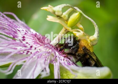 Una ape orientale del carpentiere lavora duro per impollinare un Passionflower viola. Foto Stock