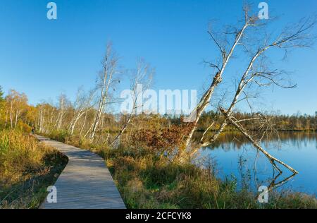 Germania, Baden-Württemberg, Wilhelmsdorf-Pfrungen (RV) e Ostrach-Burgweiler (SIG), Pfrunger-Burgweiler Ried, Holzbohlensteg (2012) presso il Foto Stock