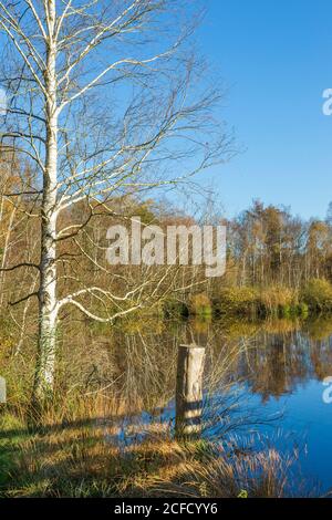 Germania, Baden-Württemberg, Wilhelmsdorf-Pfrungen (RV) e Ostrach-Burgweiler (SIG), Pfrunger-Burgweiler Ried, vista dalla piattaforma di osservazione al Foto Stock