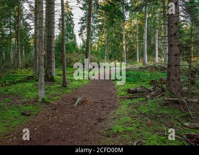 Germania, Baden-Württemberg, Wilhelmsdorf-Pfrungen (RV) e Ostrach-Burgweiler (SIG), Pfrunger-Burgweiler Ried, Riedlehrpfad, sezione naturale del sentiero Foto Stock