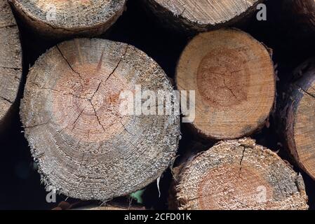 Tagliare le superfici dei tronchi d'albero con anelli annuali. Foto Stock