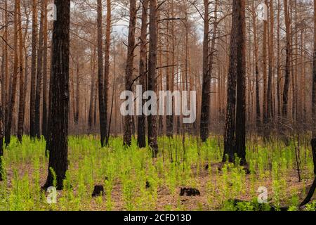 1 anno dopo l'incendio della foresta nelle vicinanze di Frankenförde da Luckenwalde, tutti i pini sono morte Foto Stock