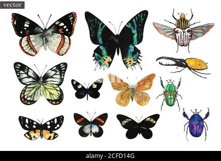 Acquerello colorato vettore insieme di farfalle tropicali esotiche e di coleotteri. Illustrazione Vettoriale
