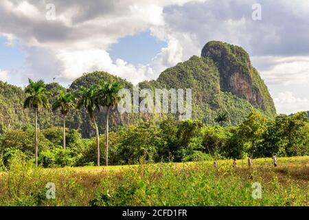 Paesaggio sul sentiero escursionistico 'Los Aquaticos' nella valle dei Vinales ('Valle de Vinales'), provincia di Pinar del Rio, Cuba Foto Stock
