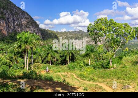 Vista dal punto di vista di Los Aquaticos sulla valle dei Vinales (Valle de Vinales), provincia di Pinar del Rio, Cuba Foto Stock