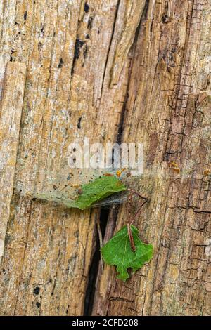 Foglie catturate in ragnatela, sfondo di legno Foto Stock