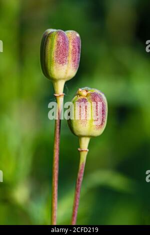 Fiore di scacchi, frutta di capsula, baccello di semi Foto Stock