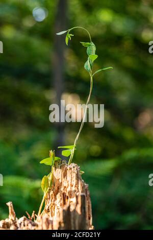 Pianta germogli su un palo di legno Foto Stock