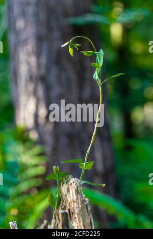 Pianta germogli su un palo di legno Foto Stock