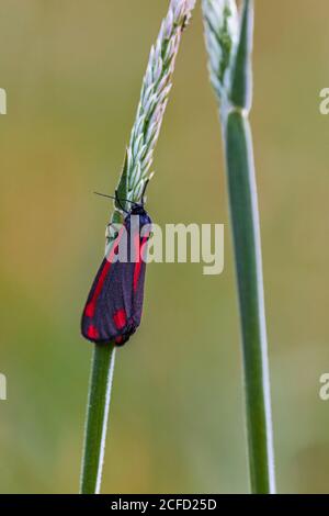 Il sottile Scotch burnet, Zygaena loti Foto Stock