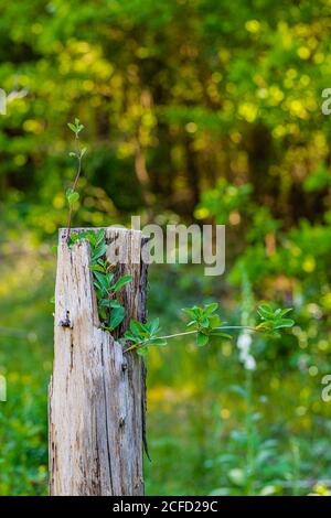 Pianta germogli su un palo di legno Foto Stock