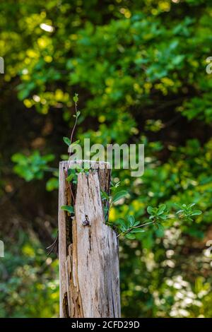 Pianta germogli su un palo di legno Foto Stock