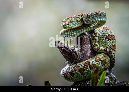 Boshriechis supraciliaris, visiera blotted palma-pit, serpente arboreo verde venoso. Avvolta sul ramo secco di un albero in posizione difensiva. Foto Stock