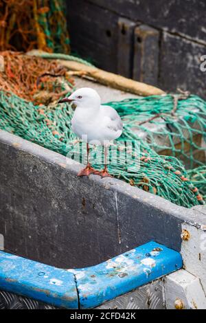 Gabbiani su una barca da pesca nel porto di Akaroa Foto Stock