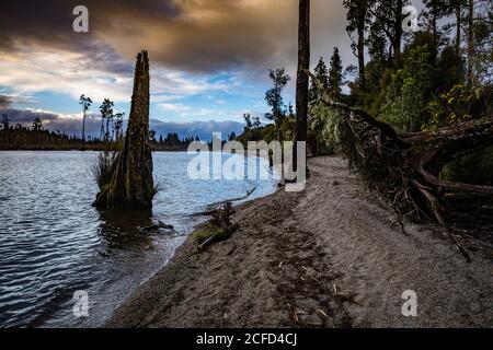 Radice di albero sul Lago Brunner, Nuova Zelanda dell'Isola del Sud Foto Stock