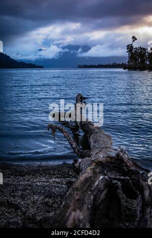 Tronco d'albero sulle rive del lago Brunner, Isola del Sud Nuova Zelanda Foto Stock