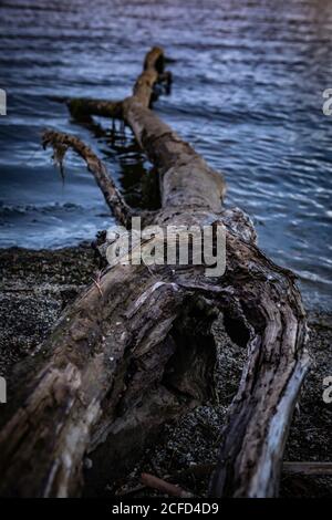 Tronco d'albero sulle rive del lago Brunner, Isola del Sud Nuova Zelanda Foto Stock