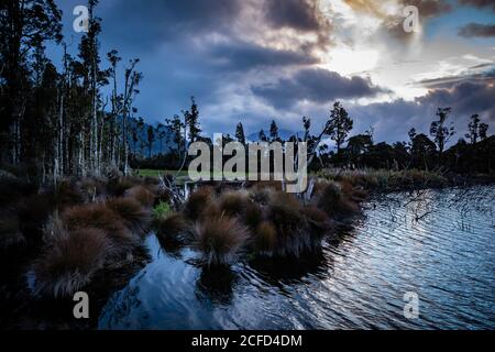 Atmosfera serale e vegetazione sul Lago Brunner, Isola del Sud Nuova Zelanda Foto Stock