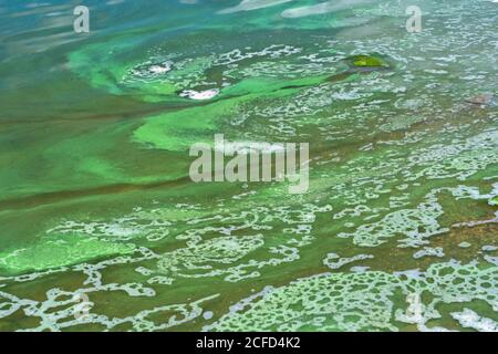 Le alghe verdi fioriscono lungo la riva del lago Minnewasta, vicino a Morden, Manitoba, Canada. Foto Stock