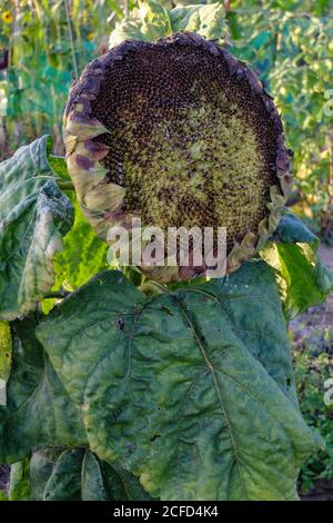 Girasole maturo (Helianthus annuus) con semi, in giardino, ritratto Foto Stock