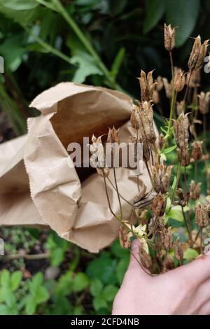 Raccogliere i semi di colombina (Aquilegia vulgaris) in un sacchetto di carta Foto Stock