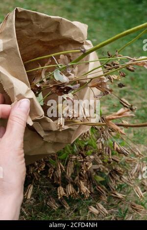 Semi di columbina (Aquilegia vulgaris) in un sacchetto di carta Foto Stock