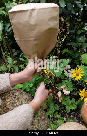 Raccogliere i semi di colombina (Aquilegia vulgaris) in un sacchetto di carta Foto Stock