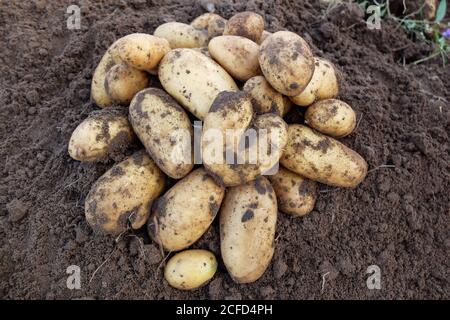 Patate appena raccolte (Solanum tuberosum) nel letto Foto Stock