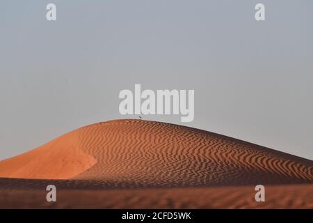 Paesaggio desertico della Penisola Araba, con uccelli che riposano sulla cima di dune di sabbia, nelle mutevoli sabbie del paesaggio ambientale. Foto Stock