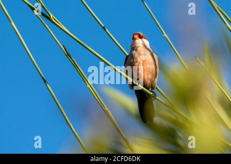 Comune Waxbilda astrild Costa Ballena Cadiz Spagna Foto Stock