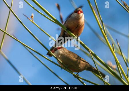 Coppia comune Waxbilda astrild Costa Ballena Cadiz Spagna Foto Stock