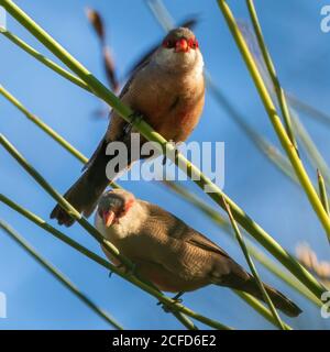 Coppia comune Waxbilda astrild Costa Ballena Cadiz Spagna Foto Stock