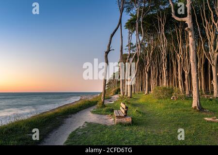 Tramonto nella foresta fantasma vicino a Nienhagen sul Mar Baltico. Foto Stock