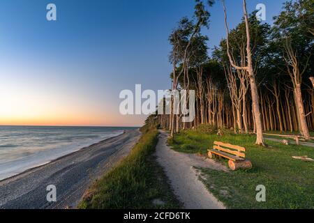 Tramonto nella foresta fantasma vicino a Nienhagen sul Mar Baltico. Foto Stock