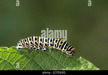 Bruco della farfalla a coda di rondine (Papilio machaon), Famiglia delle farfalle a cavaliere (Papilionidae), Gasterntal, Kandersteg, Svizzera Foto Stock